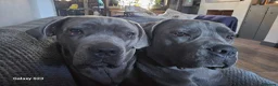Cane Corso dogs for sale: Cane corsos - Advert 6