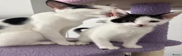 Domestic Shorthair cats for sale: Mabel and her mini son - ready now - Advert 3