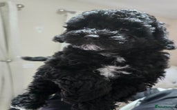 Shihpoo dogs for sale: Toy Poodle x Last Little Girl Ready Now  - Image 6