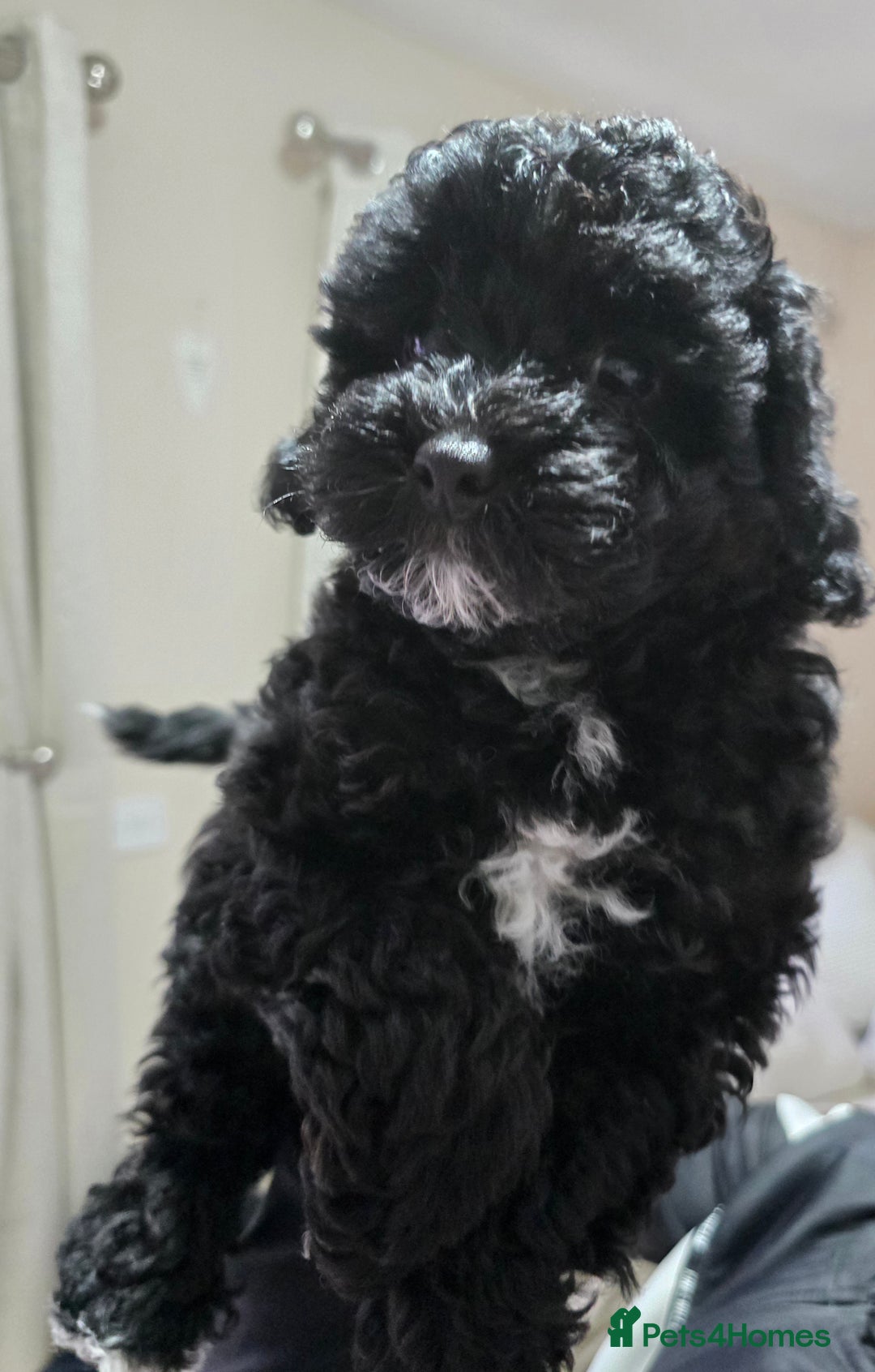 Shihpoo dogs for sale: Toy Poodle x Last Little Girl Ready Now  - Image 6