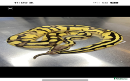 Python Snake reptiles for sale: Fire pastel female - Image 3