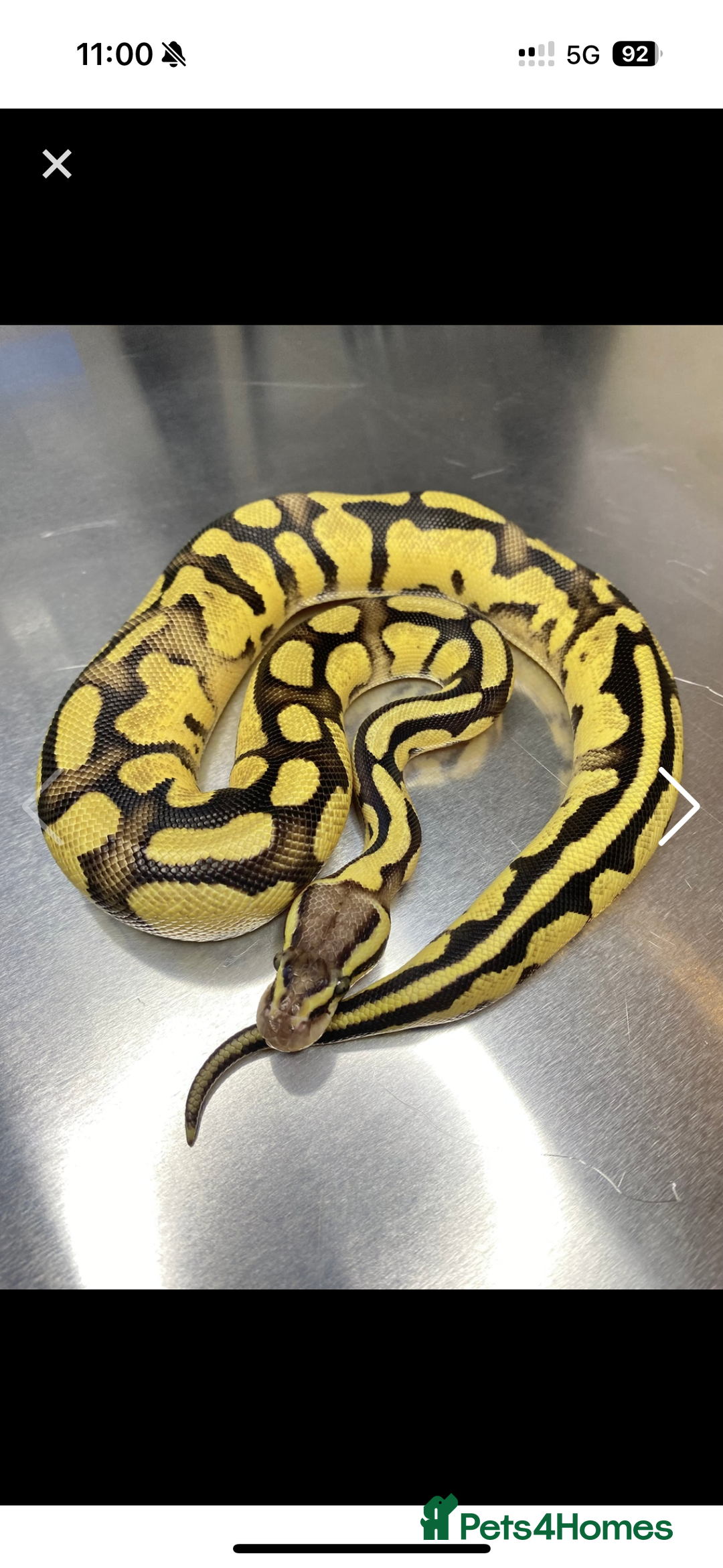 Python Snake reptiles for sale: Fire pastel female - Image 3
