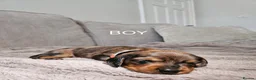 Miniature Dachshund dogs for sale: BEAUTIFUL MINIATURE DACHSHUNDS  - Advert 6