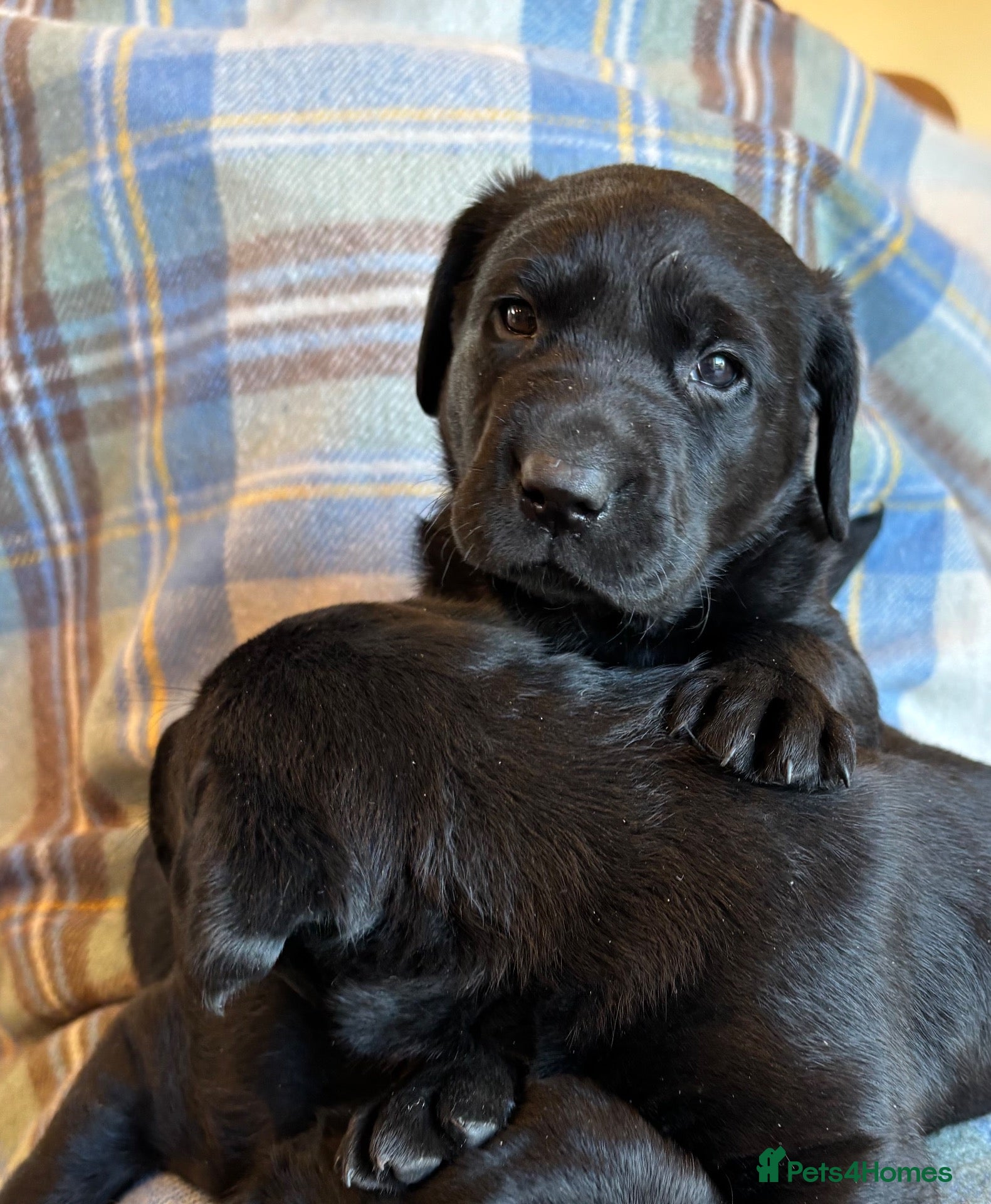 Labrador Retriever dogs Gorgeous Lab Pups KC reg/health tested parents - Advert 1