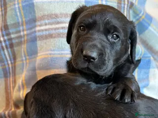 Labrador Retriever dogs Gorgeous Lab Pups KC reg/health tested parents - Advert 1