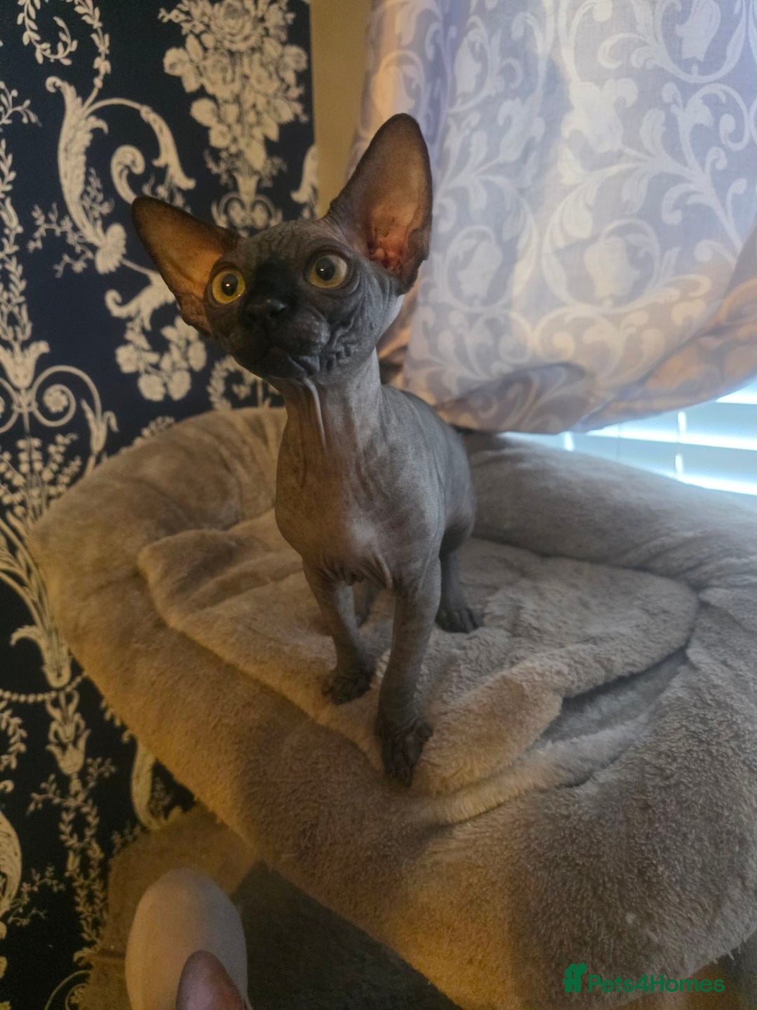 Sphynx cats for sale: FIFe stunning kittens - Image 5