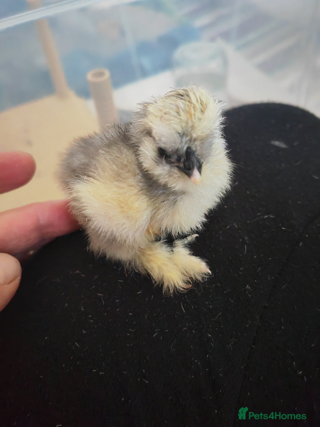 Chickens poultry for sale: USA silkie, jumbo coturnix, celadon quails - Image 14