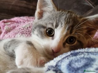 Mixed Breed cats Grey and white kittens ready now - Advert 1