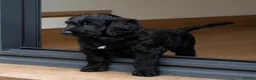 Goldendoodle dogs for sale: Beautiful miniature F1 Goldendoodle - Advert 5