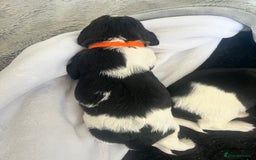 Sprocker dogs for sale: Sprocker Spaniel Puppies - Image 27