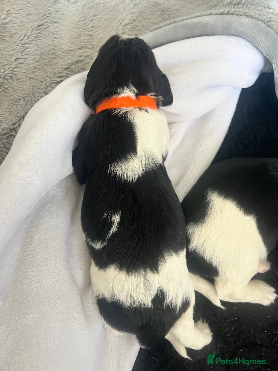 Sprocker dogs for sale: Sprocker Spaniel Puppies - Image 27