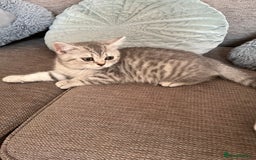 British Shorthair cats for sale: British Shorthair Kittens  - Image 10