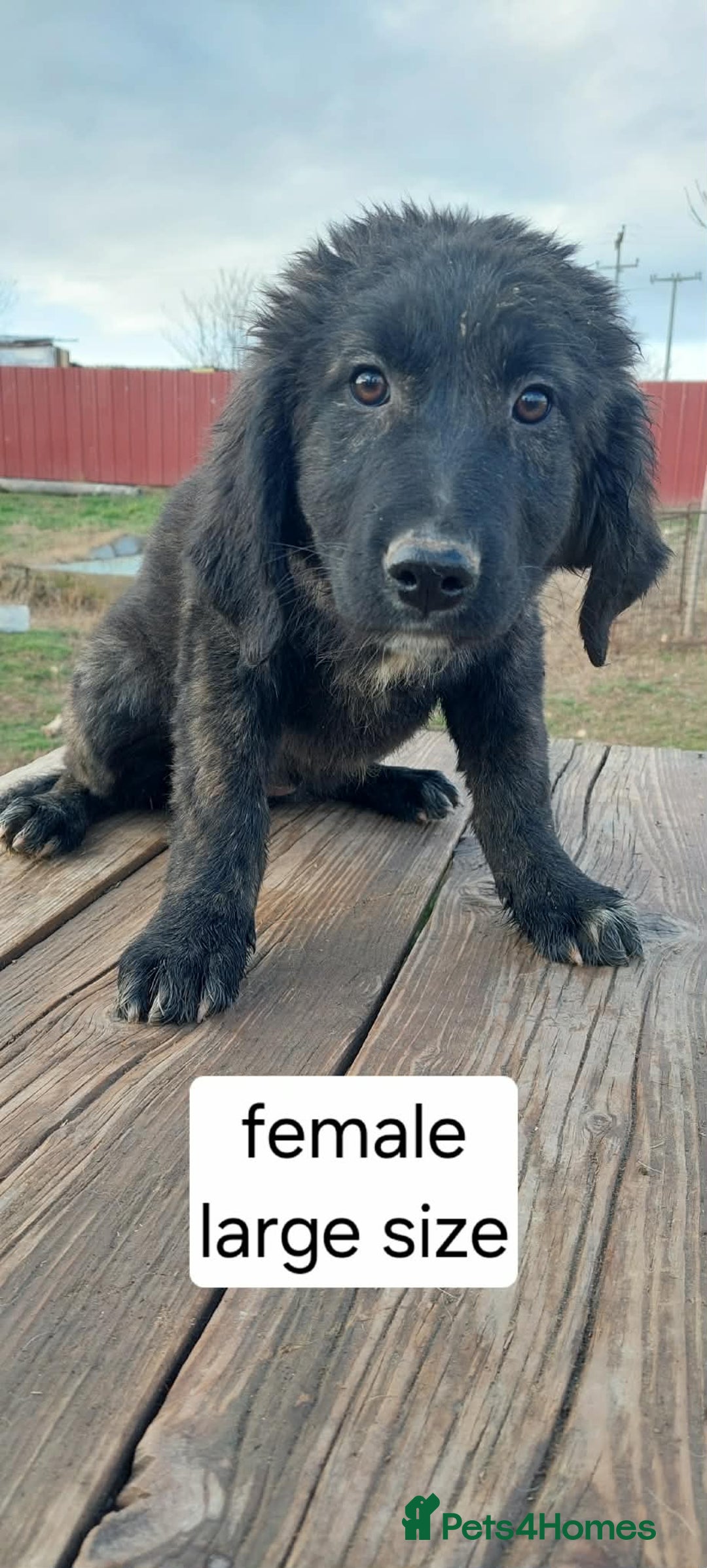 Mixed Breed dogs for adoption: 18 week old female Macedonian rescue  - Advert 1