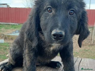 Mixed Breed dogs 18 week old female Macedonian rescue - Advert 3