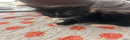 Mixed Breed cats for sale: Kittens  - Advert 7