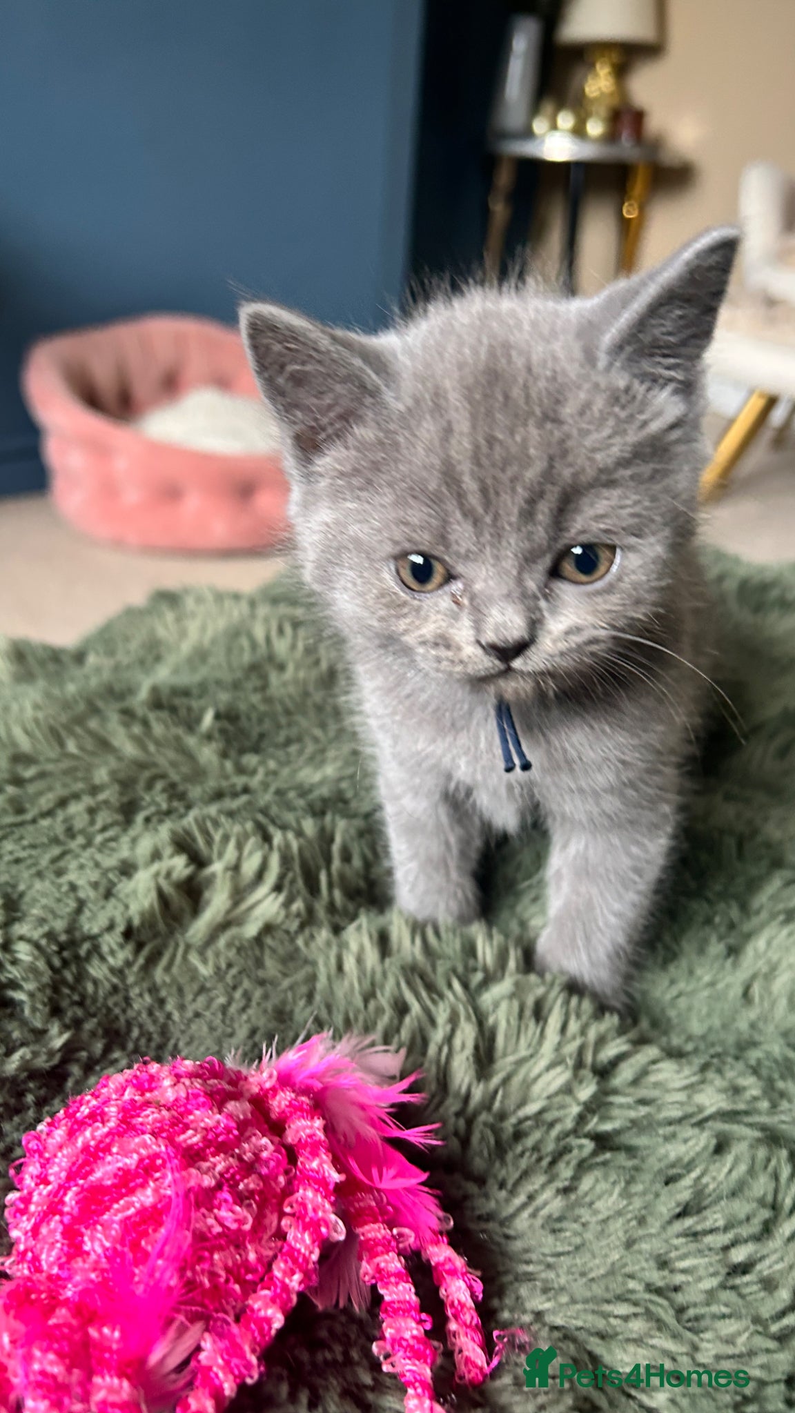 Scottish Fold cats Six Stunning Scottish Fold Kittens  - Advert 1