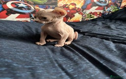 Sphynx cats for sale: Sphynx kittens  - Image 7