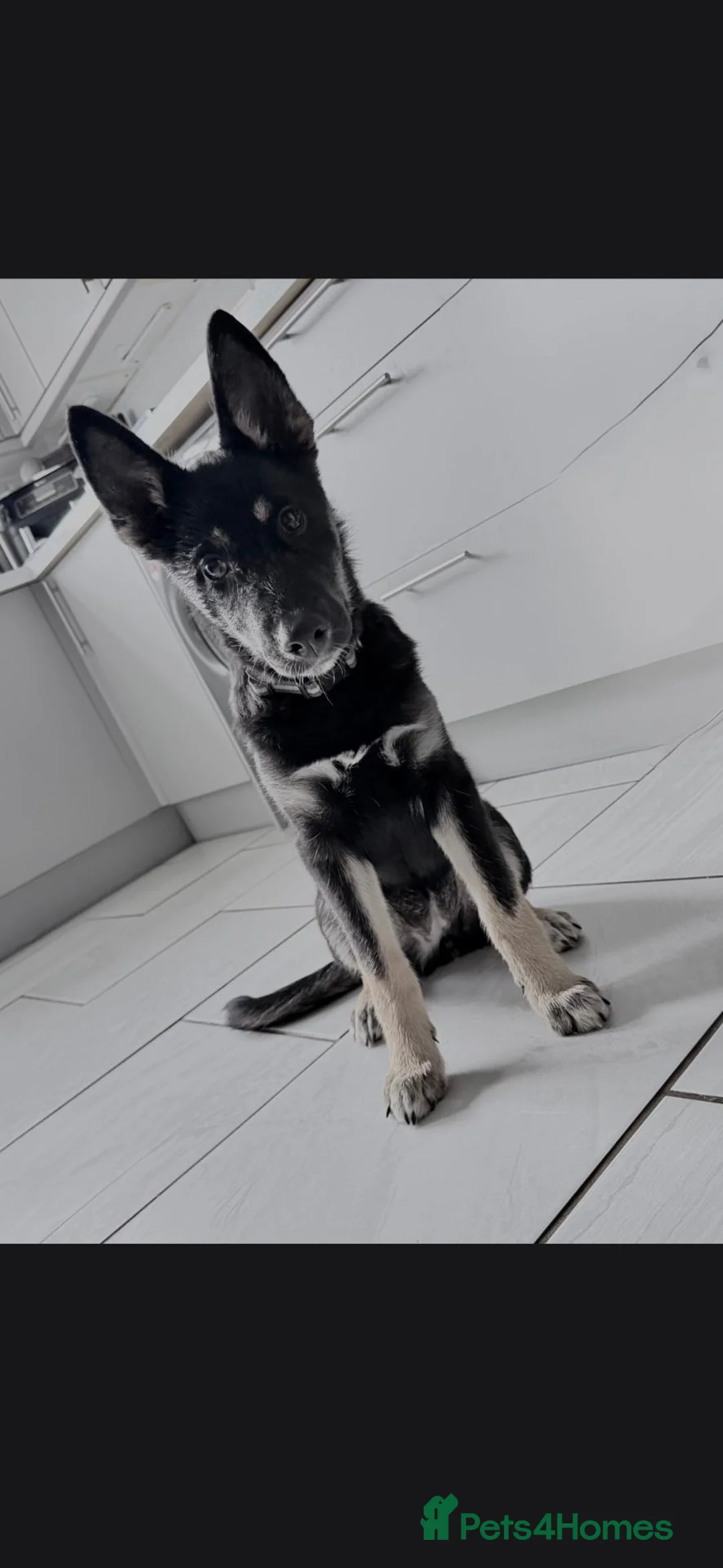 Shepsky dogs for sale: 4 month old shepsky female  - Advert 2