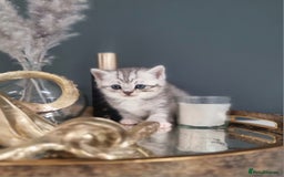 British Shorthair cats for sale: Blue eyed Silver tabby shaded BSH x Russian blue  - Image 10