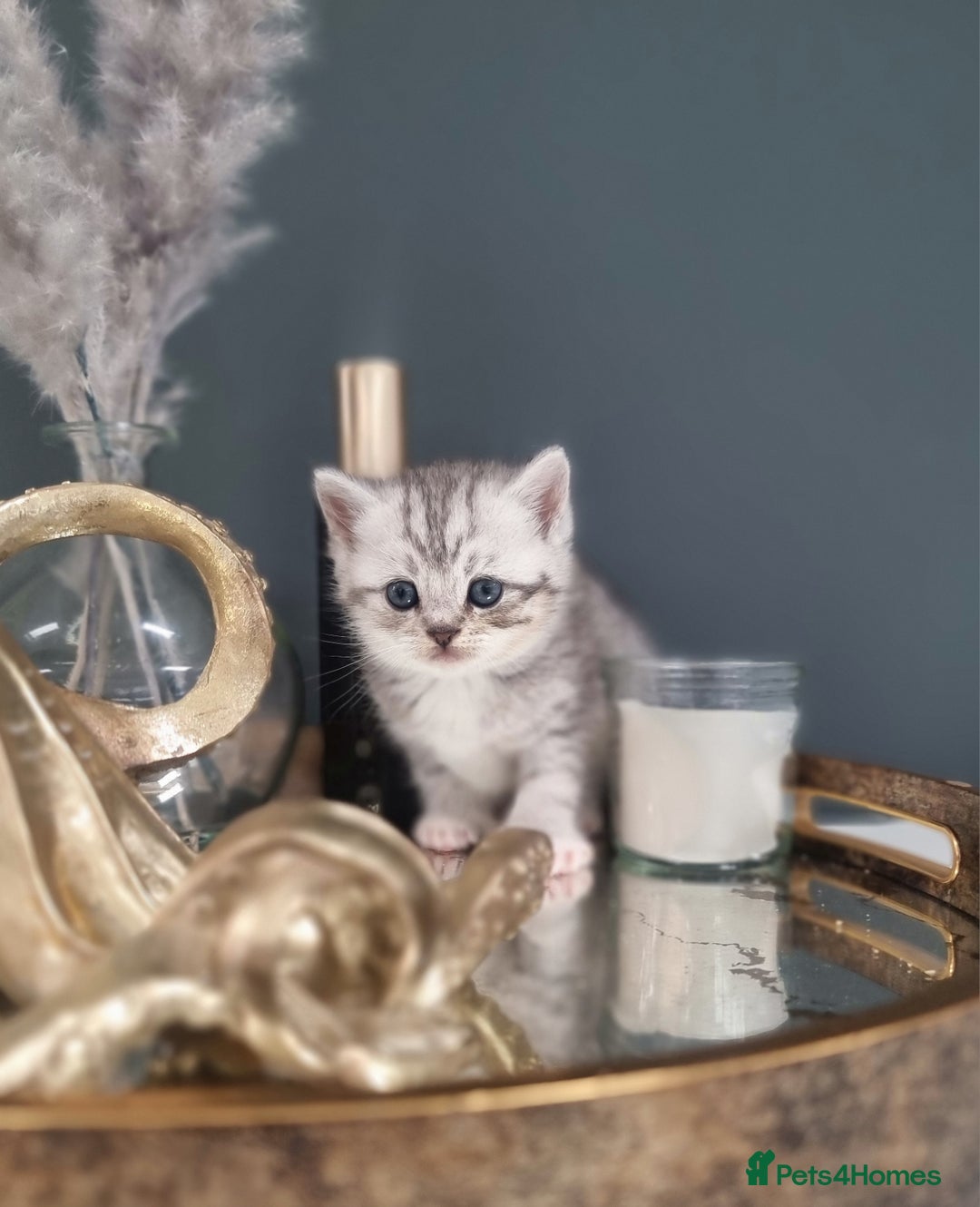British Shorthair cats for sale: Blue eyed Silver tabby shaded BSH x Russian blue  - Image 10