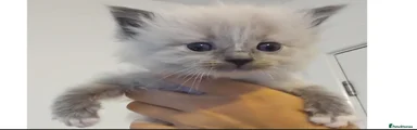 Ragdoll Kitten 4