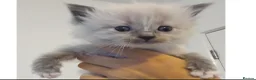 Ragdoll cats for sale: Stunning Pure Ragdoll Kittens - Advert 8