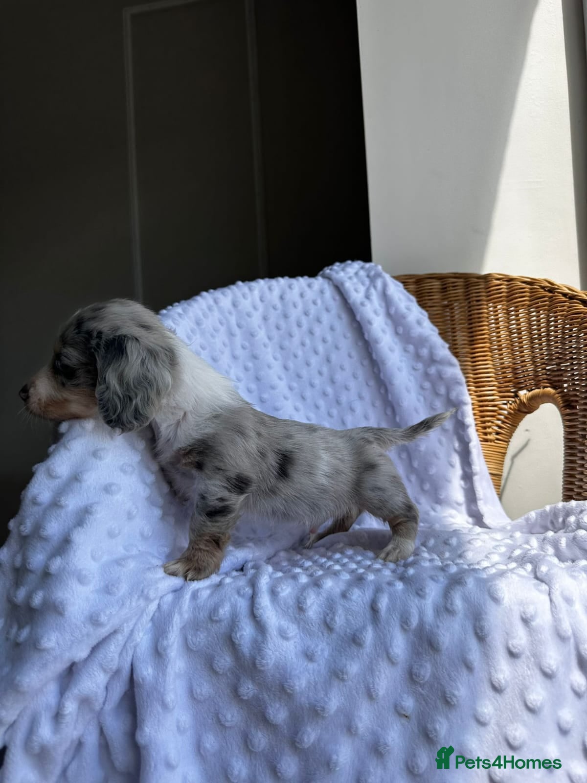Miniature Dachshund dogs for sale: Beautiful Daches  - Advert 6