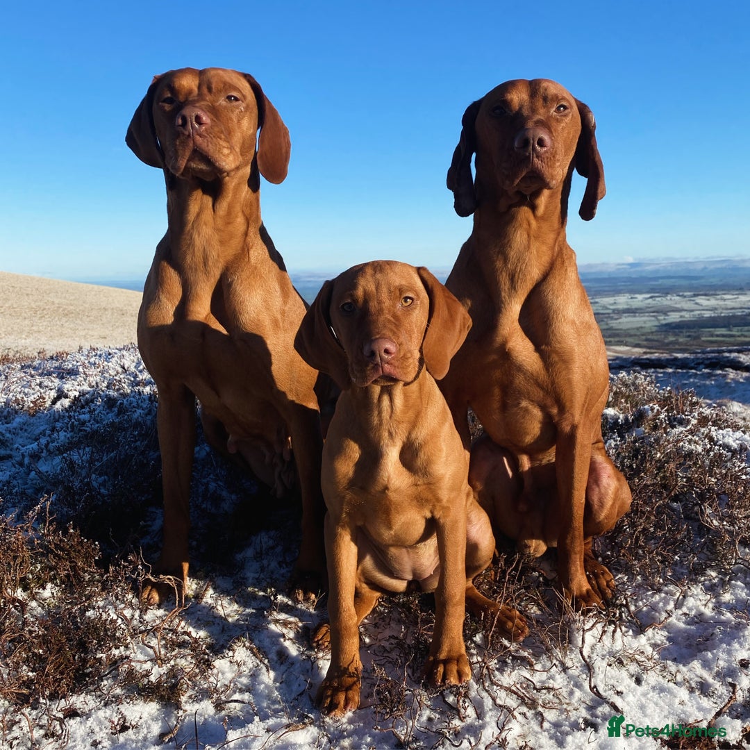 Hungarian Vizsla dogs for sale: Stunning litter of Hungarian Vizsla pups - Advert 10