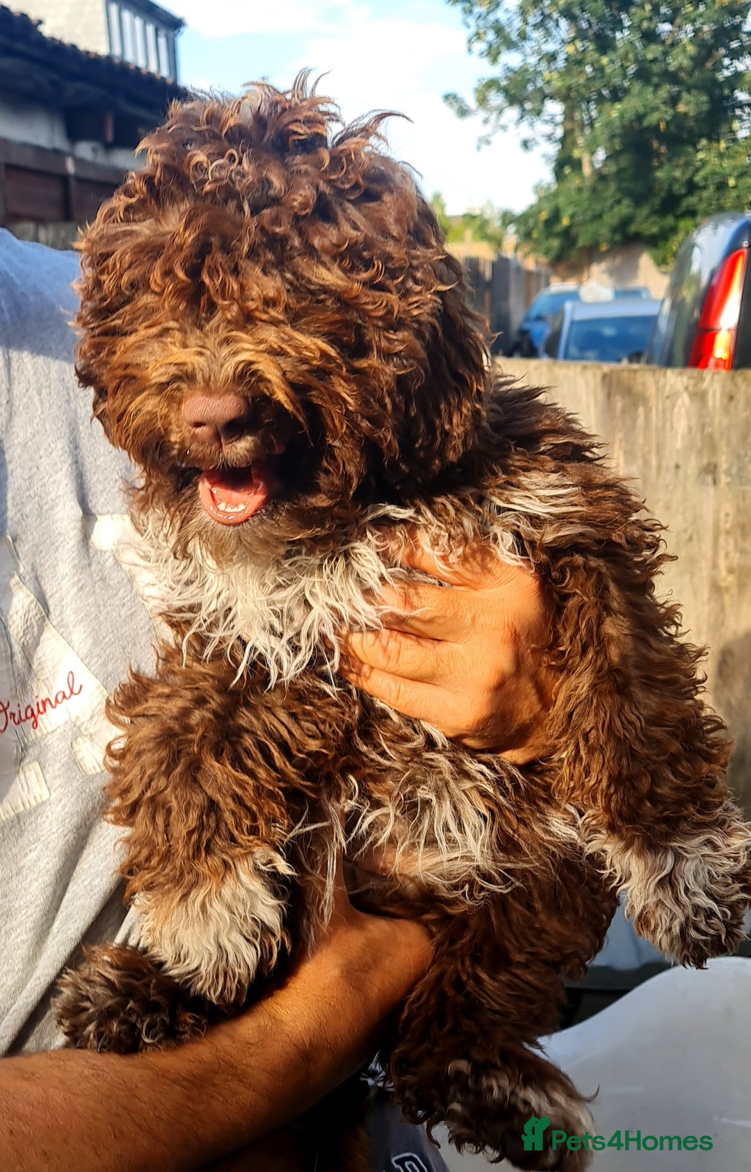Lagotto Romagnolo dogs for sale:  ❗️Last one❗️Lagotto - The best breed ever in London - Image 40