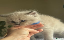 Ragdoll cats for sale: TICA registered pedigree Mink & blue point kittens - Image 13