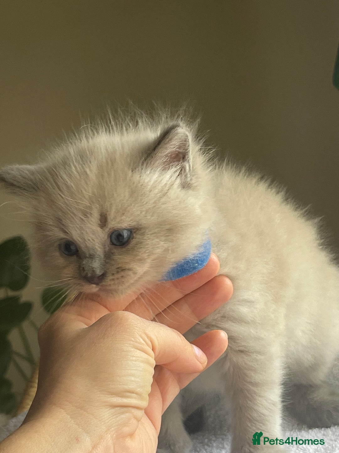 Ragdoll cats for sale: TICA registered pedigree Mink & blue point kittens - Image 13
