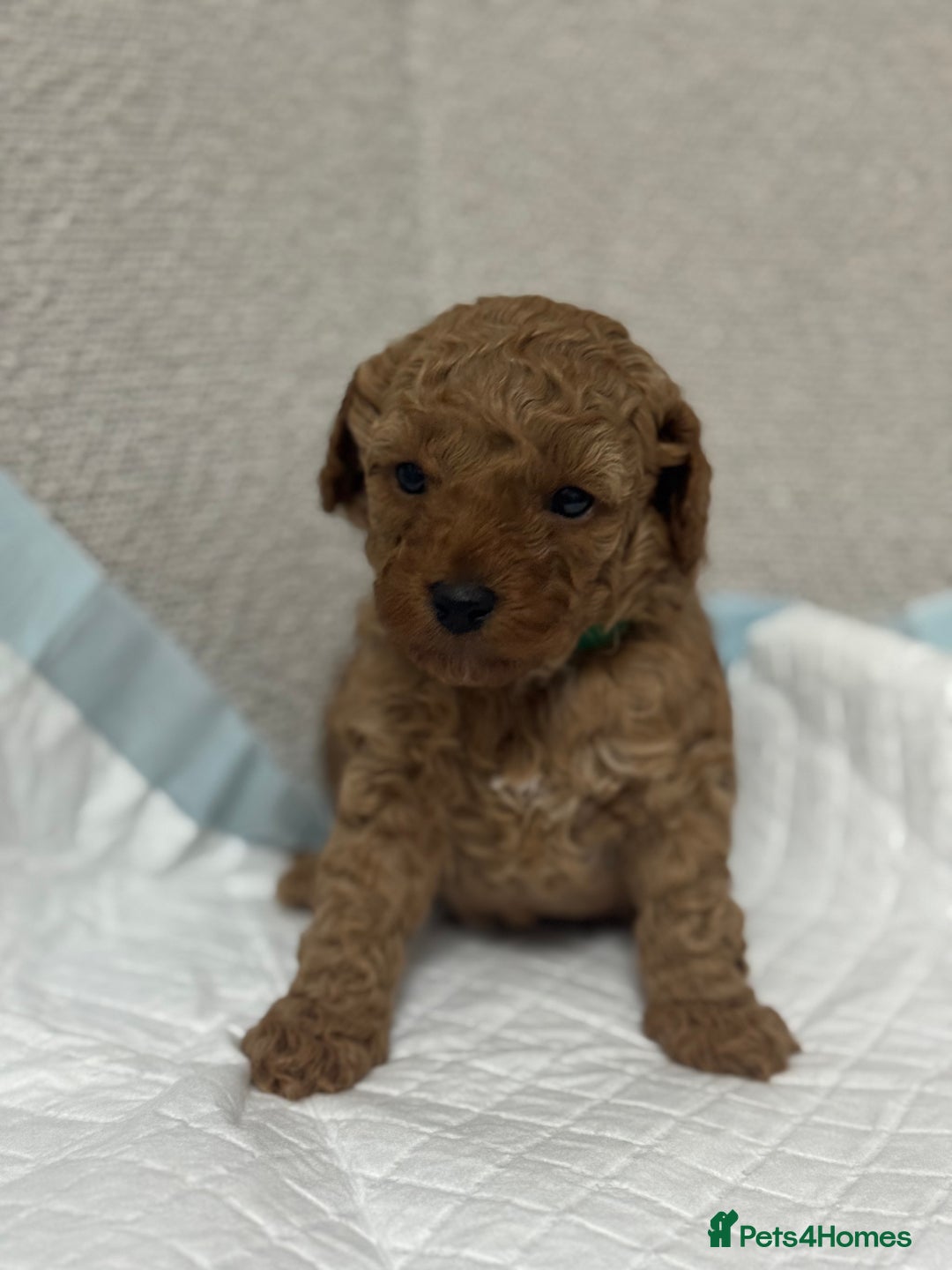 Toy Poodle dogs for sale: Toy poodle  - Advert 11