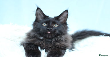 Maine Coon cats - Advert 13
