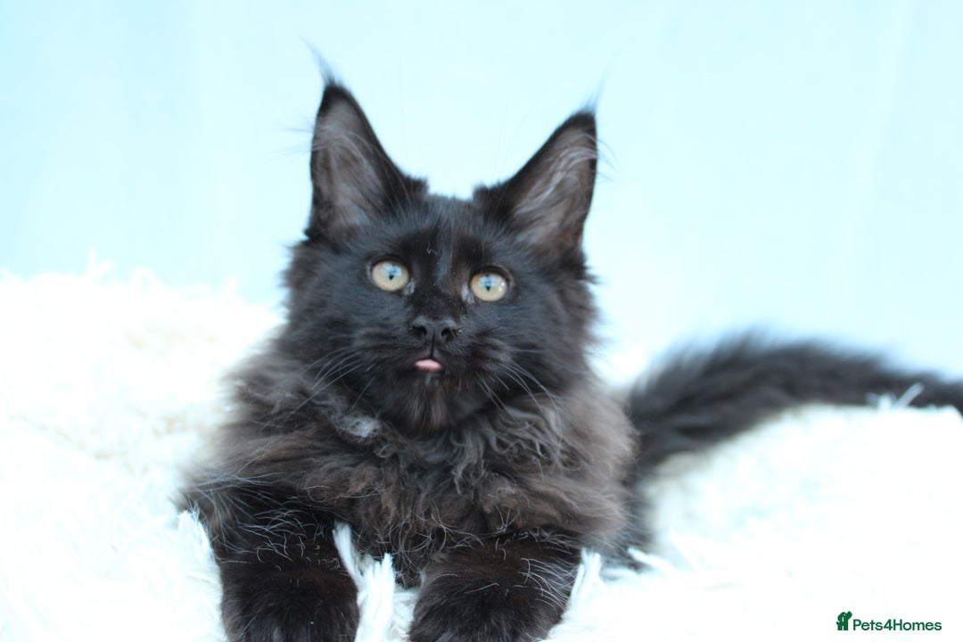 Maine Coon cats for sale: 🔥Last Maine Coon kitten available 🔥 - Image 3