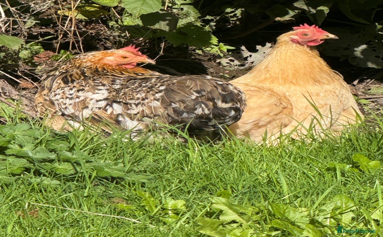 Chickens poultry - Advert 5