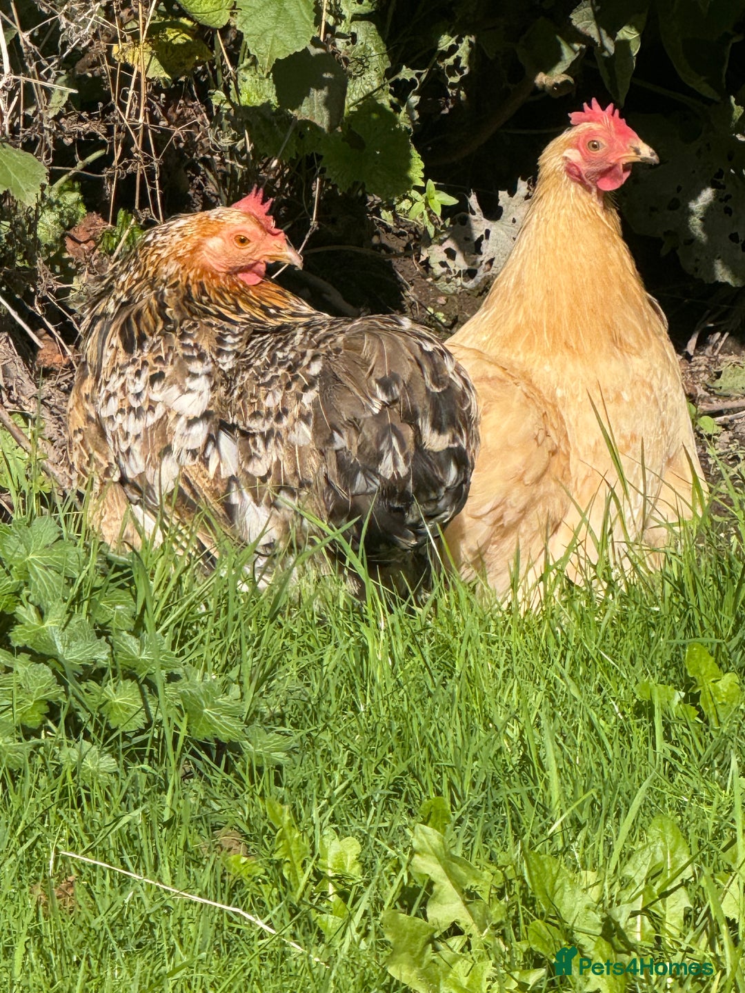 Chickens poultry for sale: 2 POL hens  - Image 1