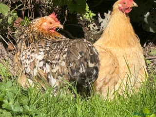 Chickens poultry - Advert 19