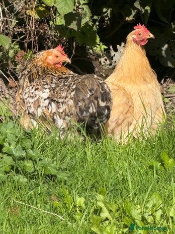 Chickens poultry - Advert 5