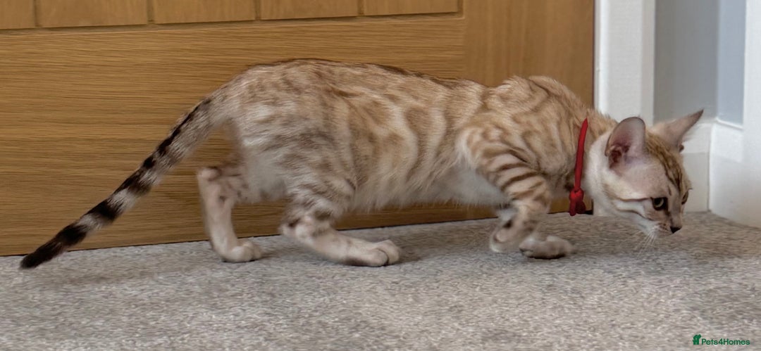 Bengal cats for sale: ❤️Outstanding Silver Mink❤️ Female Bengal TICA Reg - Image 5