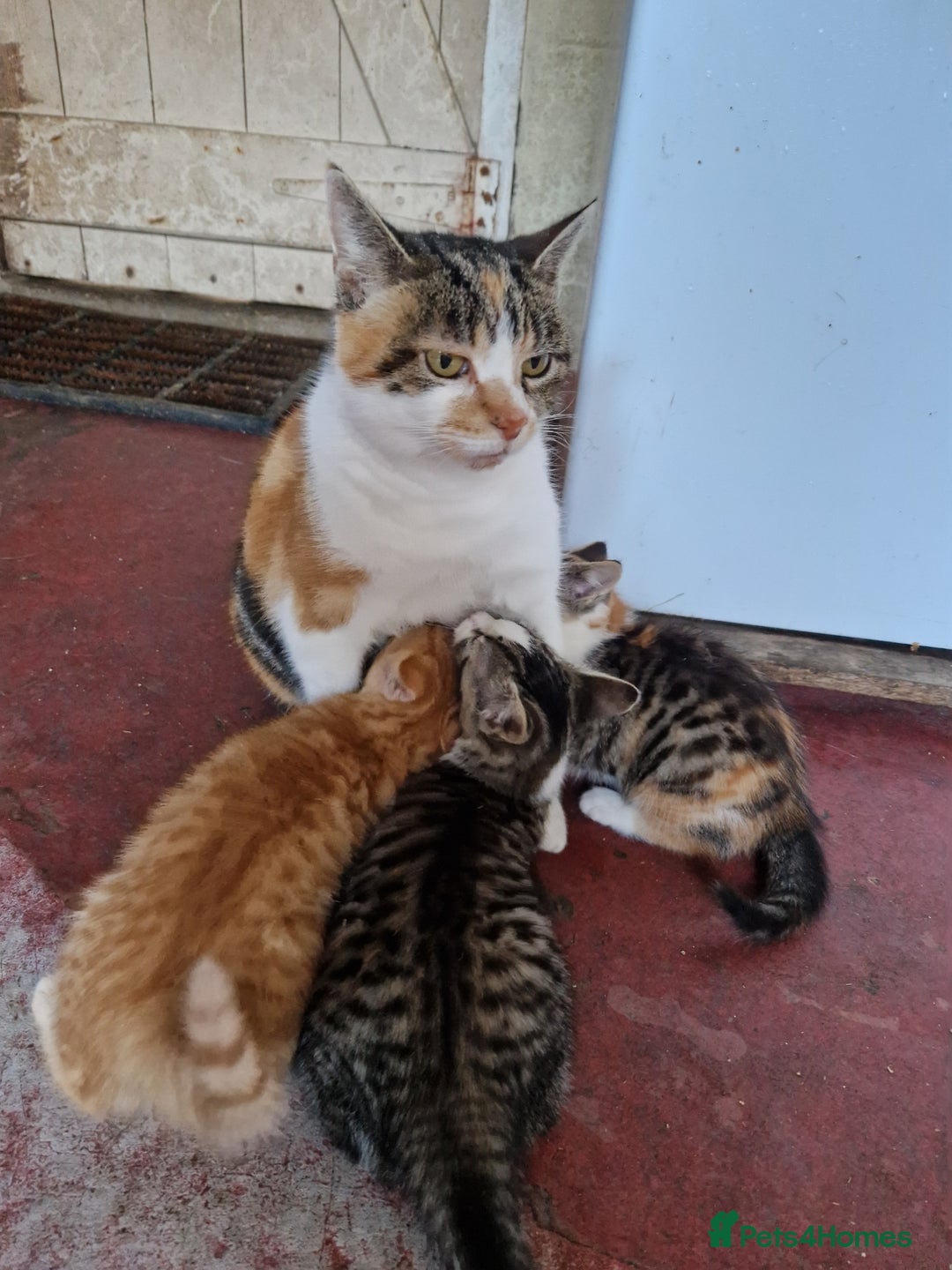 British Shorthair cats for sale: Farm Kittens - Image 6