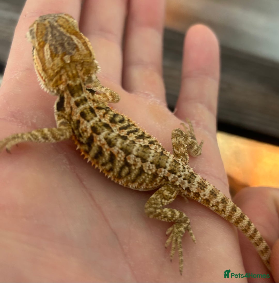 Bearded Dragon reptiles for sale: 15 Baby dearded dragons - Image 8
