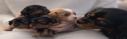 Cavalier King Charles Spaniel dogs for sale: Beautiful Cavalier King Charles Spaniel Puppies - Advert 3