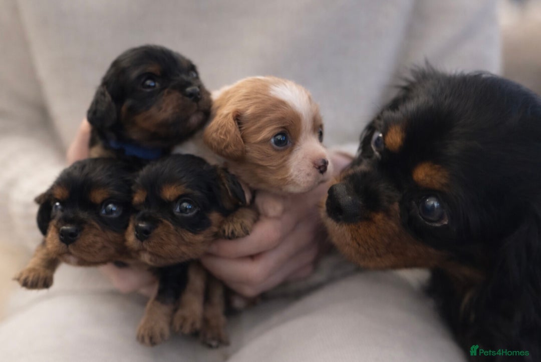 Cavalier King Charles Spaniel dogs for sale: Beautiful Cavalier King Charles Spaniel Puppies - Advert 3