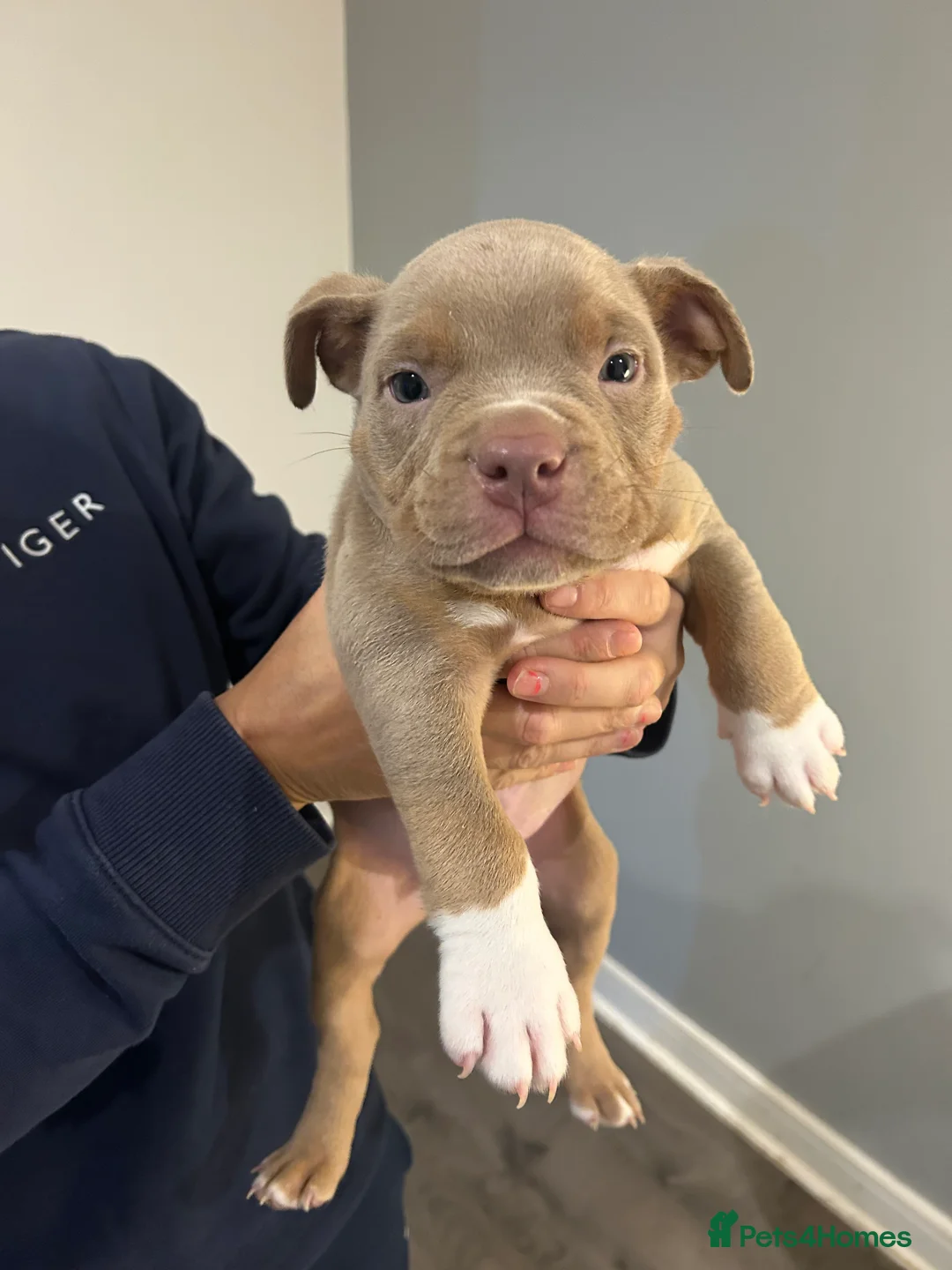 American Bully dogs for sale: BEAUTIFUL pocket bullies  - Advert 2