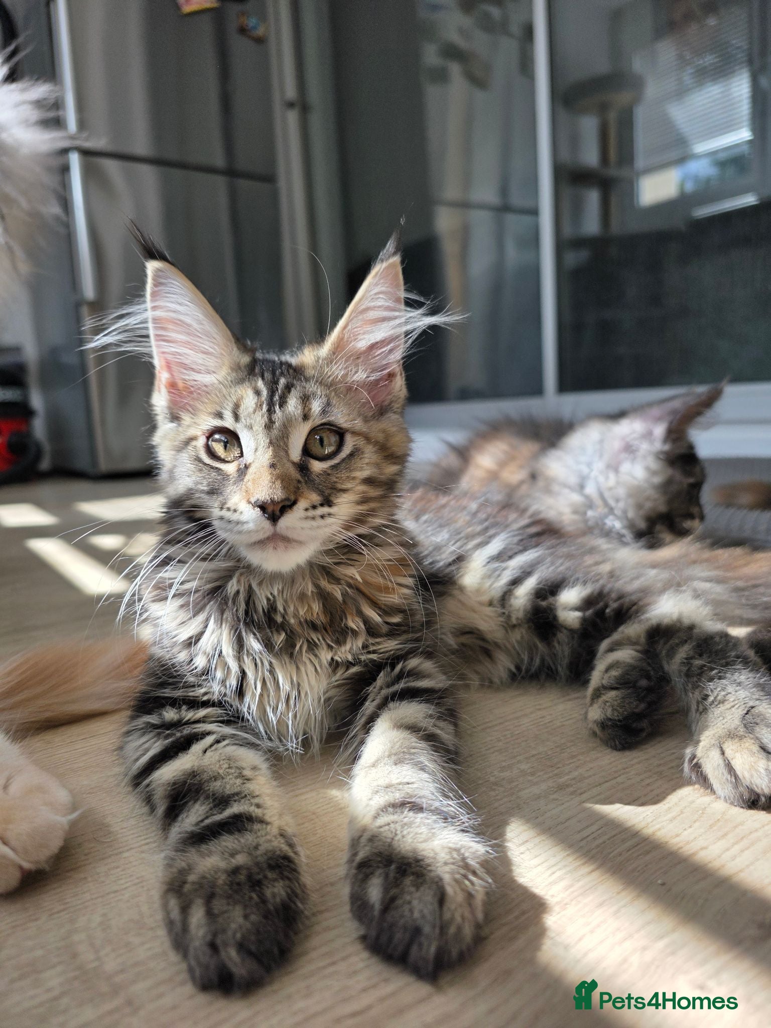 Maine Coon cats TICA Registered Maine Coon Kittens–Russian Line🐾 - Advert 1