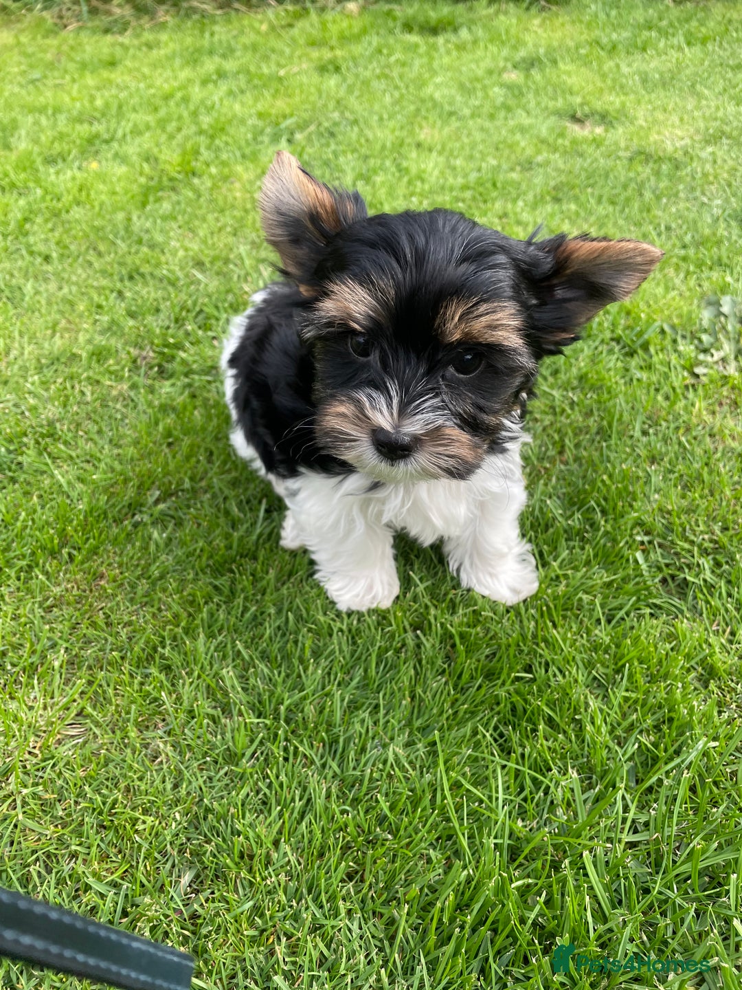Yorkshire Terrier dogs for sale: York puppies for sale - Image 22