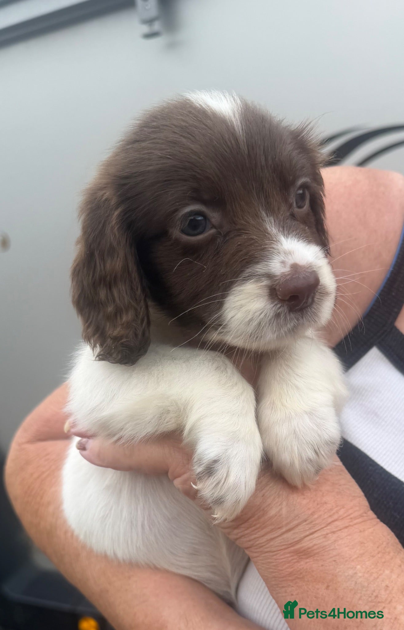 Cocker Spaniel dogs Cocker spaniel puppy’s  - Advert 2