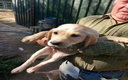 Labrador Retriever dogs for sale: 3 gorgeous yellow lab pups  - Image 6