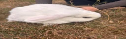 Mini Lop rabbits for sale: Two Blue eye white mini lop rabbits (and hutch) - Advert 7