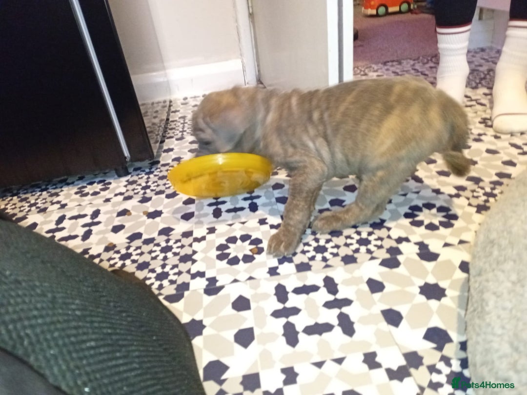 Mixed Breed dogs for sale: Cane corso x shar pei  - Image 5